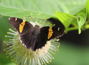 Golden Banded-Skipper